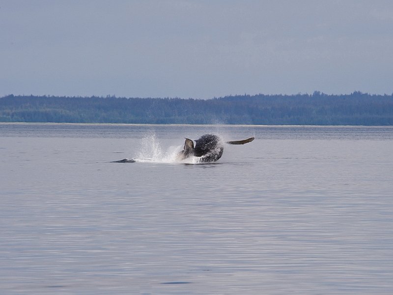 Alaska Wildlife-13.JPG